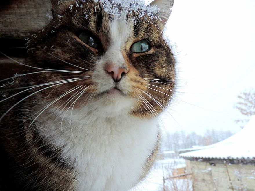 Siberian Cat