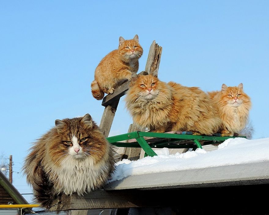 Siberian Cat