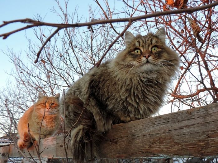 Siberian Farm Cats Have Absolutely Taken Over This Farmer's Land, And They're Absolutely Majestic