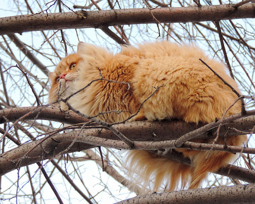 Siberian Cat