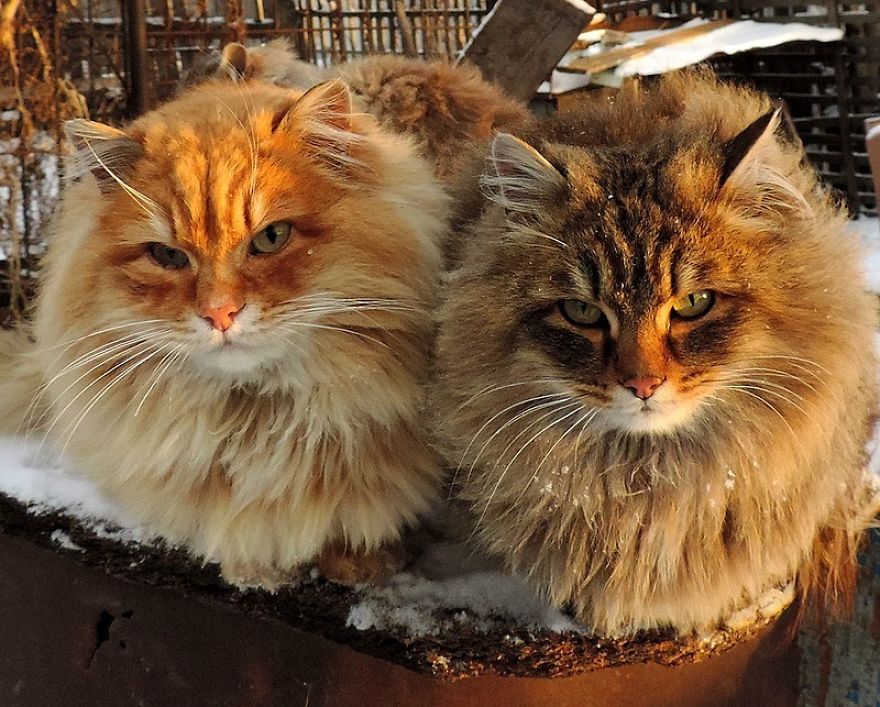 Siberian Cat