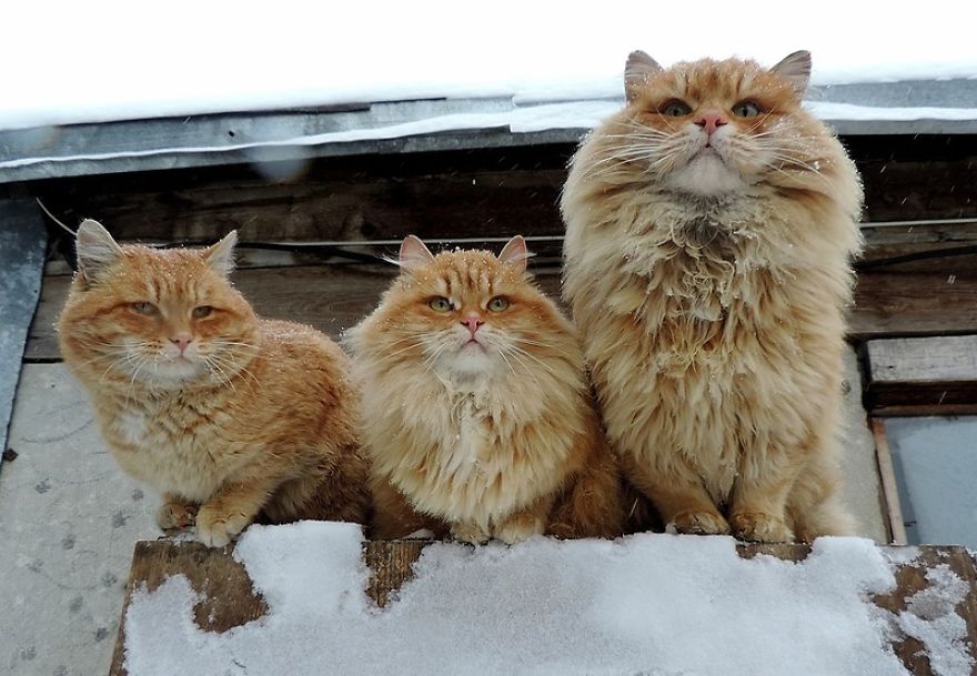 Siberian Cat