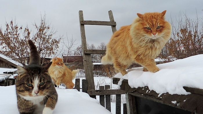 Siberian Farm Cats Have Absolutely Taken Over This Farmer's Land, And They're Absolutely Majestic