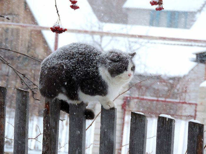 Siberian Farm Cats Have Absolutely Taken Over This Farmer's Land, And They're Absolutely Majestic