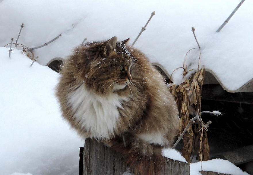 Siberian Cat