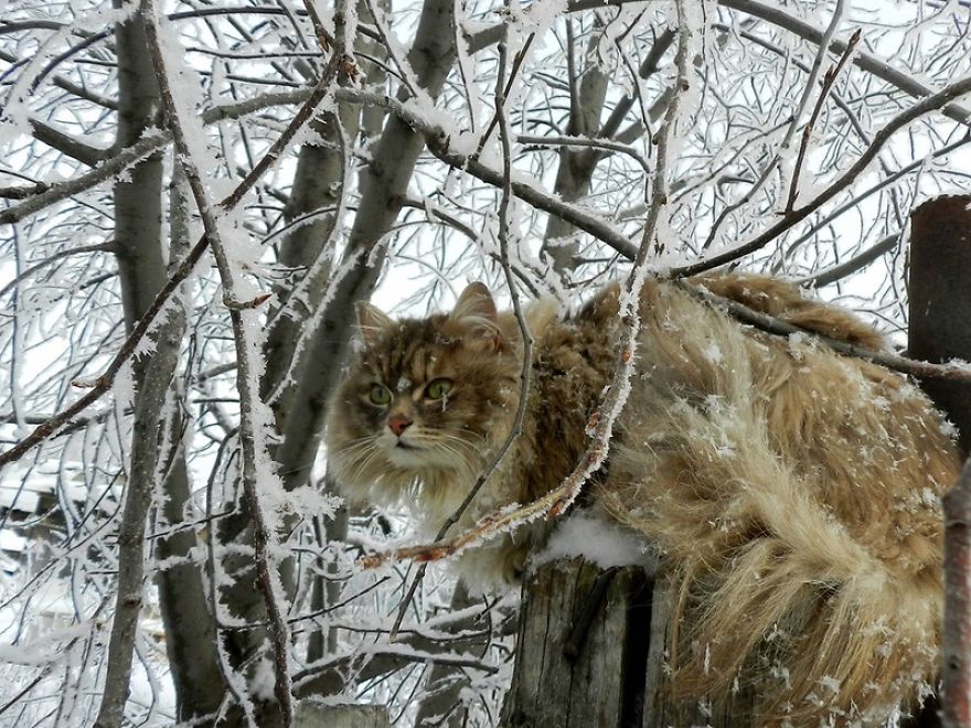 Siberian Cat