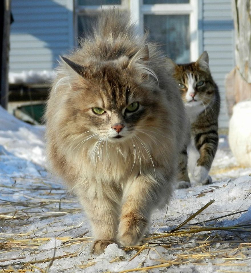 Siberian Cat
