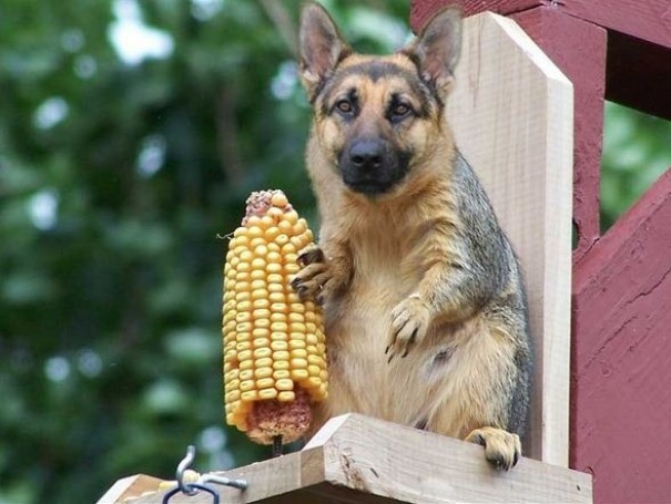 My Grandma Just Sent Me This In An Email. The Subject Line Of The Email Was "Pugs." I Have Never Been More Confused