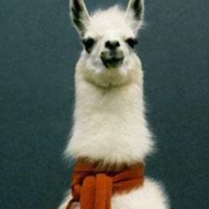 lama_bama avatar