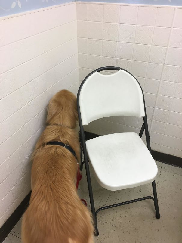 Perfect Hiding Place From Vet. She Will Never Find Me