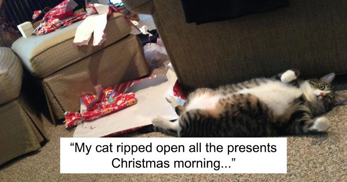 50 Dogs And Cats That Destroyed Christmas