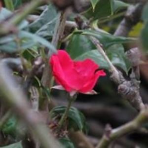 sliderblackrose avatar