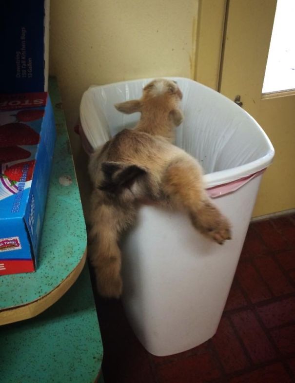 Heard Something Going On In The Kitchen Then Heard Screams Of Bloody Murder. Walked In And Saw This. A Goat Stuck In My Trash Can