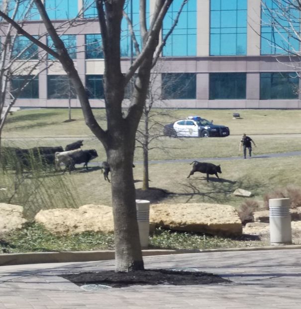 Looked Out My Window At Work And Saw This