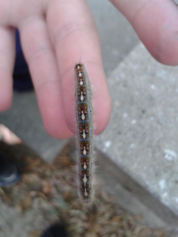 Saw This Caterpillar At Work Today That Has Little Penguins On Its Back