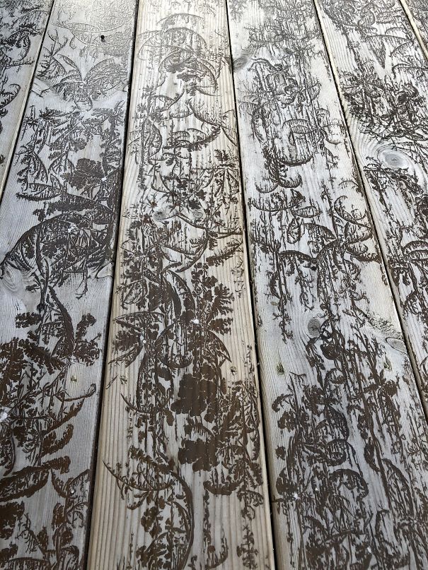 Morning Frost Looks Like It’s Painted