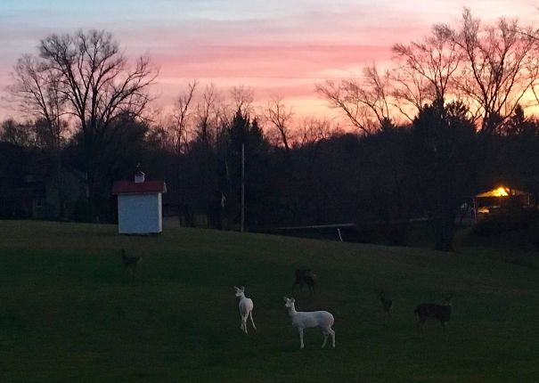 Twin Albino Deer We Saw In West Virginia