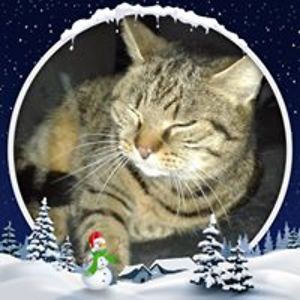 phoenix_in_fire avatar