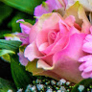 shaheenvanderpost avatar