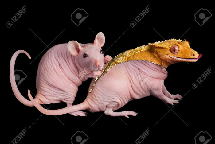 A dwarf hairless rat unzips her friend to reveal a crested gecko underneath