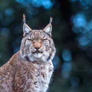 violetadeutsch avatar