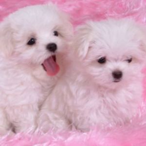 madelynreinertson avatar