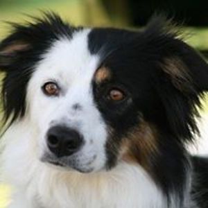 ottawa-garage avatar