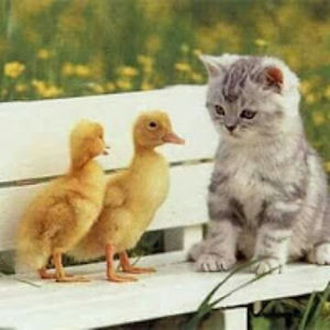 zahramuhanned avatar