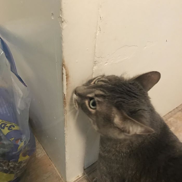 This Area Of Discoloration On The Wall From My Two Cats Rubbing Their Faces/Scent Glands Over The Years