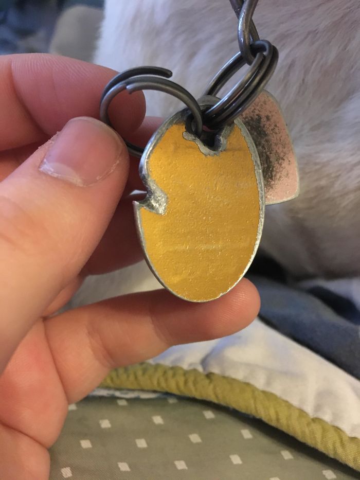 My Dog's Key Ring Has Worn A Notch In His Metal Name Tag Over The Past Ten Years