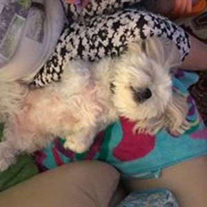 vickynguyen91 avatar