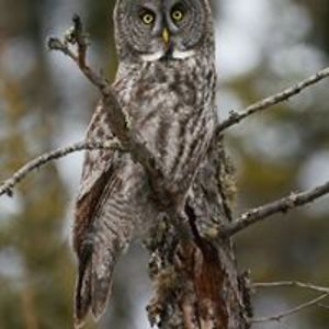 kandebeardsley avatar