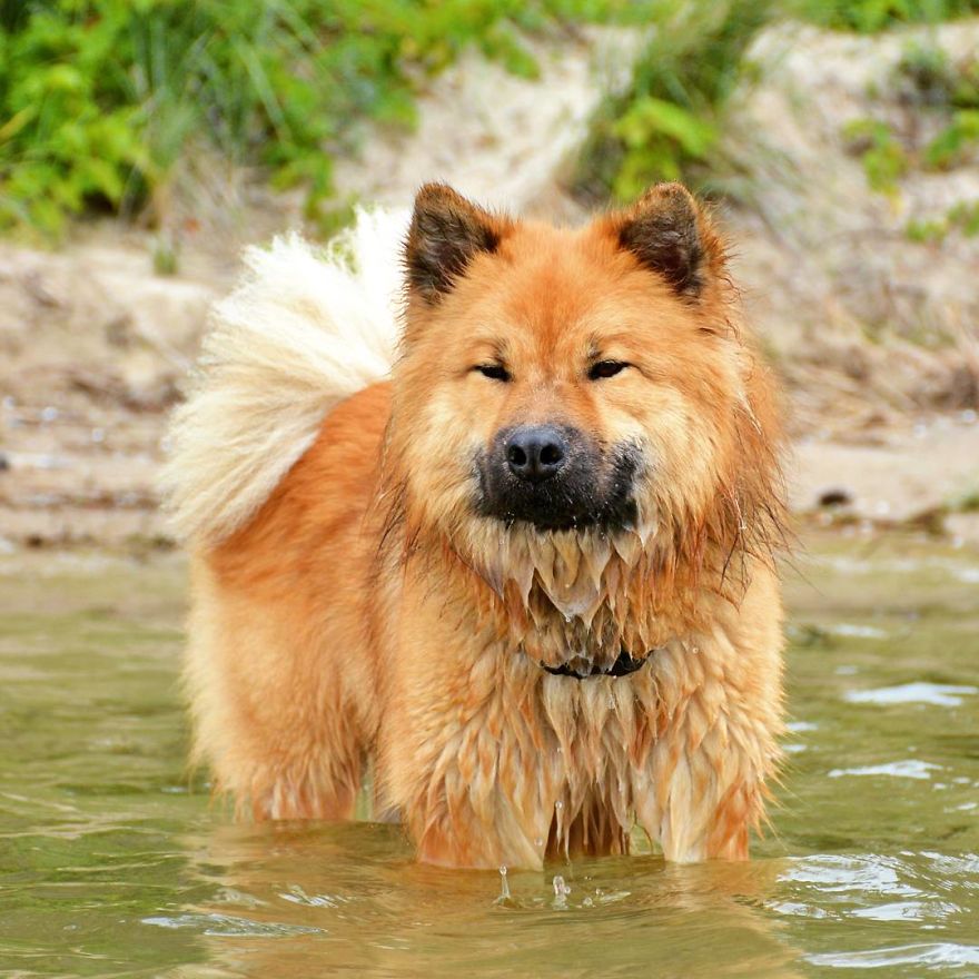 My Little Fox Disguised As A Dog My Little Fox Disguised As A Dog