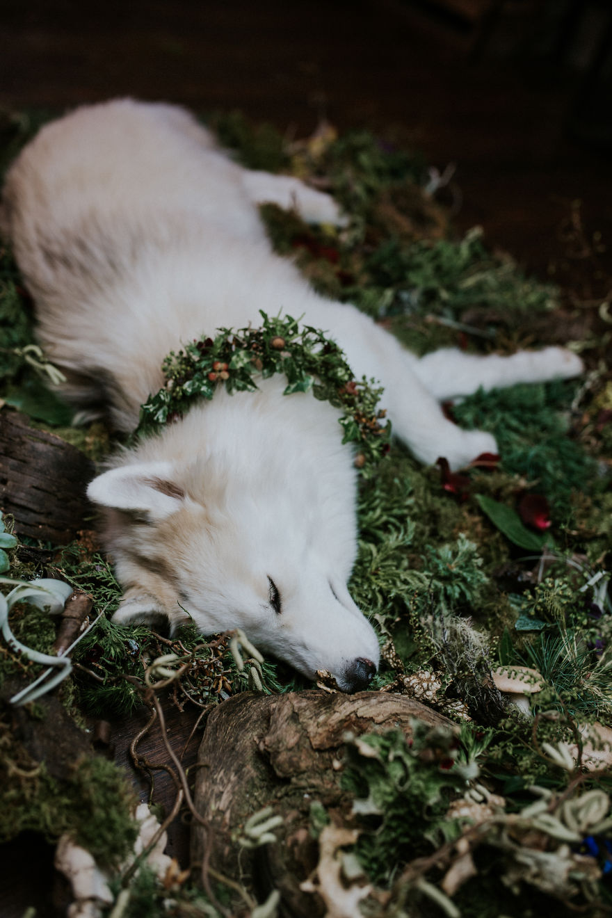 A Letter To My Puppy In Heaven A Letter To My Puppy In Heaven