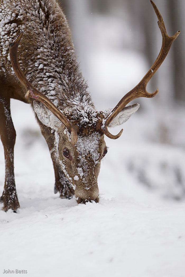 Winter-Deer-Photography-John-Betts