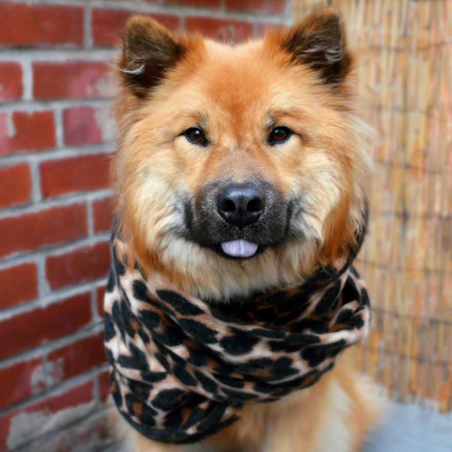 My Little Fox Disguised As A Dog My Little Fox Disguised As A Dog