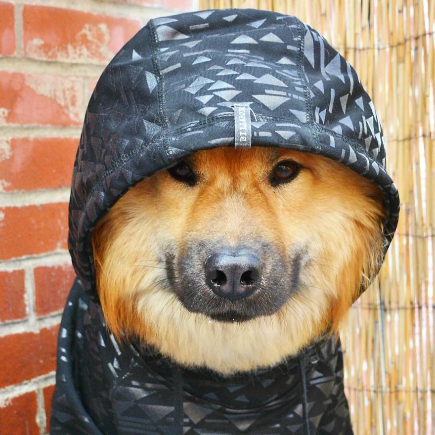 My Little Fox Disguised As A Dog My Little Fox Disguised As A Dog