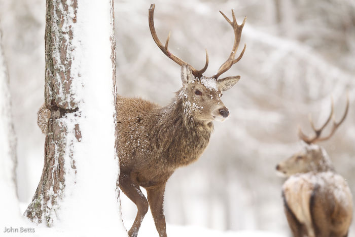 Winter-Deer-Photography-John-Betts
