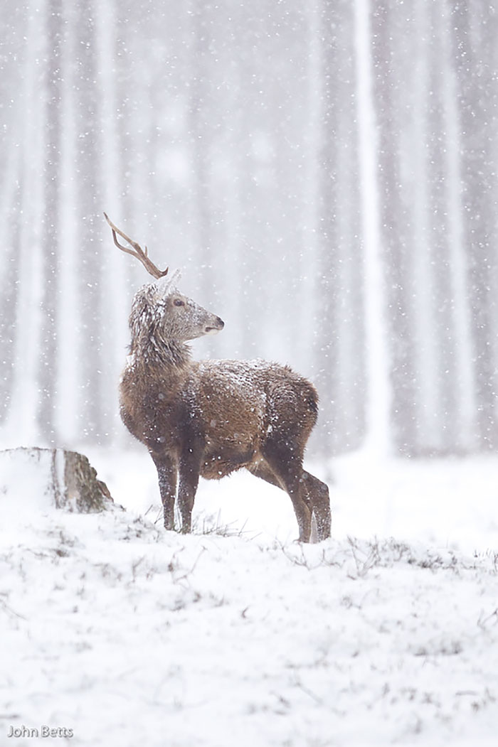 Winter-Deer-Photography-John-Betts