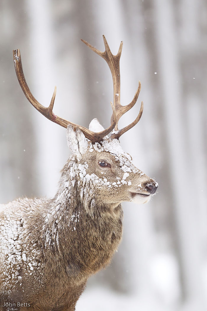 Winter-Deer-Photography-John-Betts