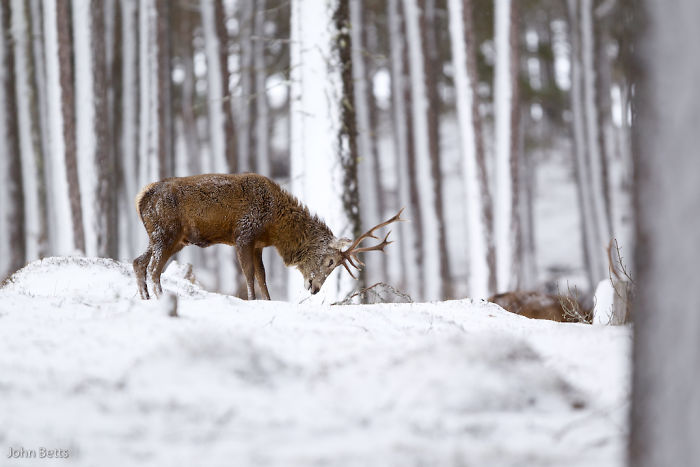 Winter-Deer-Photography-John-Betts