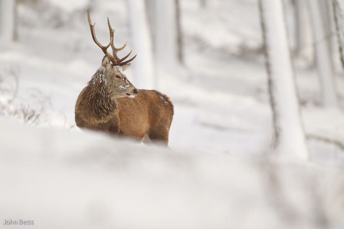Winter-Deer-Photography-John-Betts