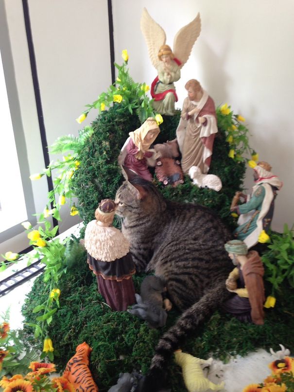 Just Our Cat Usurping Jesus