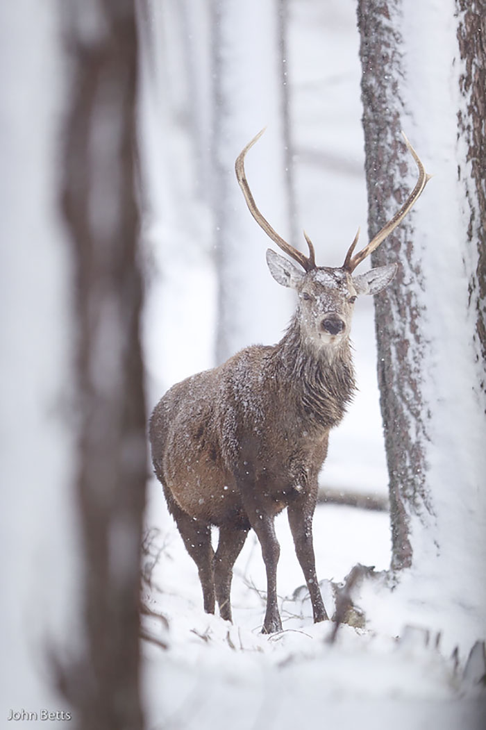 Winter-Deer-Photography-John-Betts