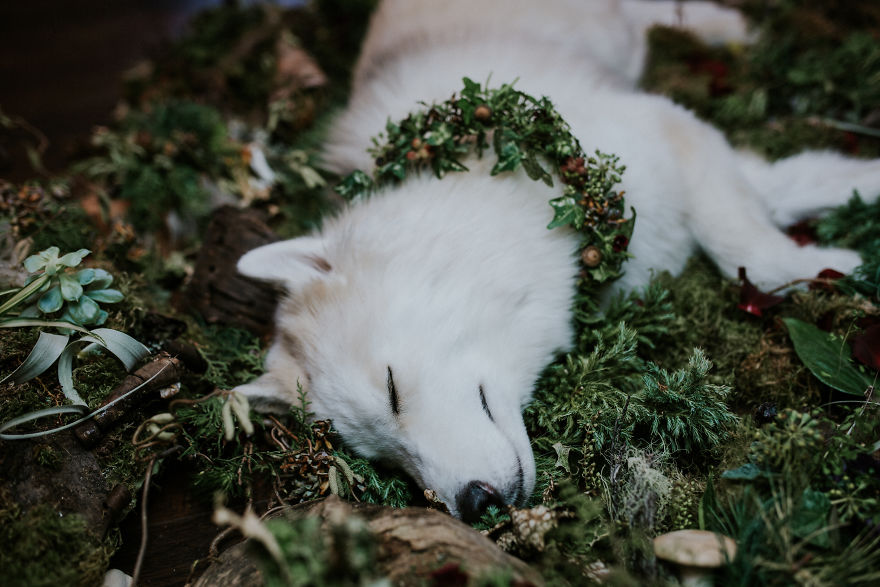 A Letter To My Puppy In Heaven A Letter To My Puppy In Heaven