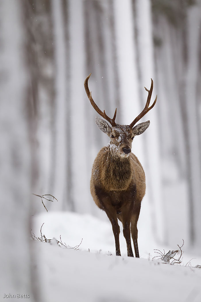 Winter-Deer-Photography-John-Betts