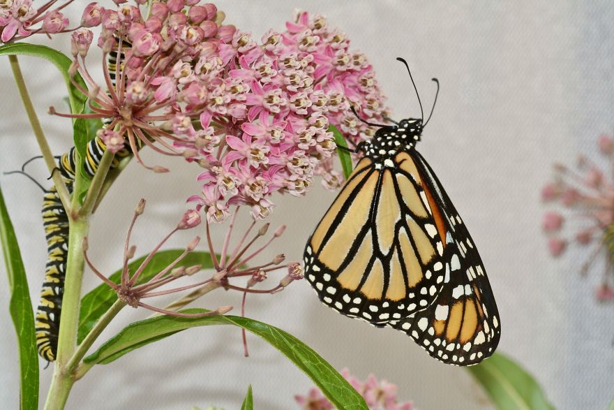 Monarchs Butterflies: A Cycle Of Life Monarchs Butterflies: A Cycle Of Life