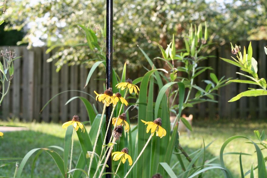 Monarchs Butterflies: A Cycle Of Life