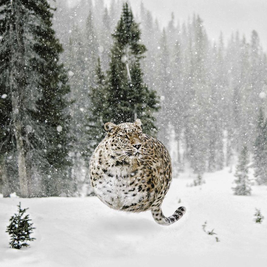 Ball-Shaped-Animals-Digital-Art-Aditya-Aryanto