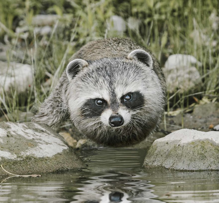 Ball-Shaped-Animals-Digital-Art-Aditya-Aryanto